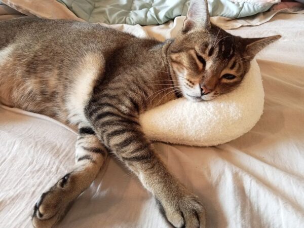 almohada para gatos cojin para gatos peluche para gatos comodidad para tu gato o perro cojin perro