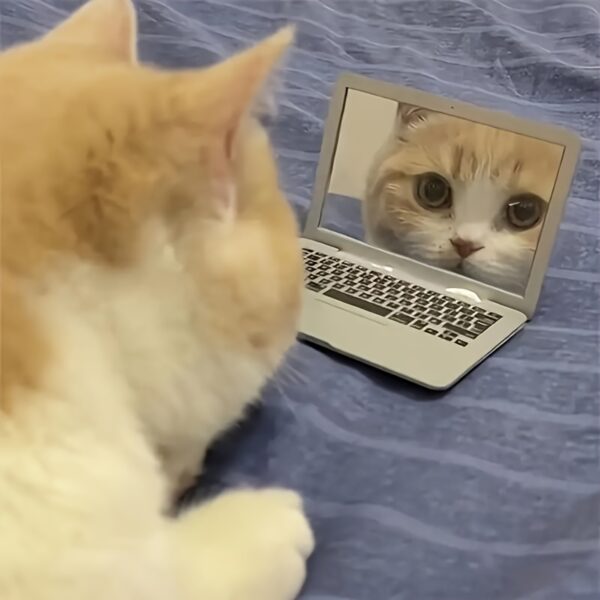 Mini laptop espejo para gatos juguete para gatos y perros catbook pro